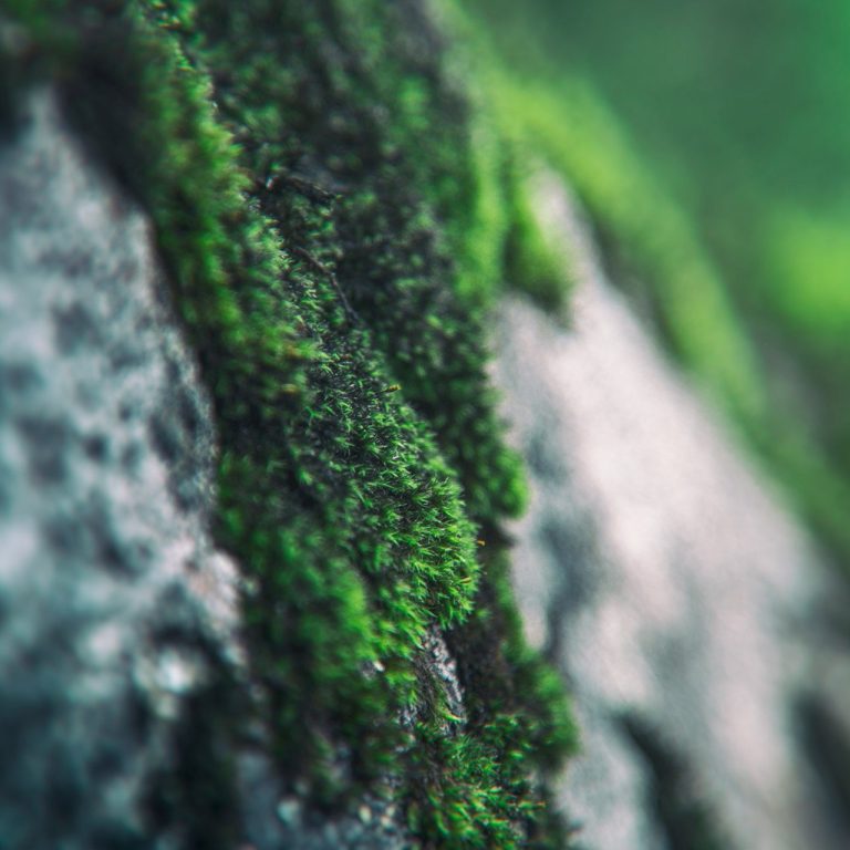 Mousse verte couvrant une pierre, avec un arrière-plan flou et lumineux.
