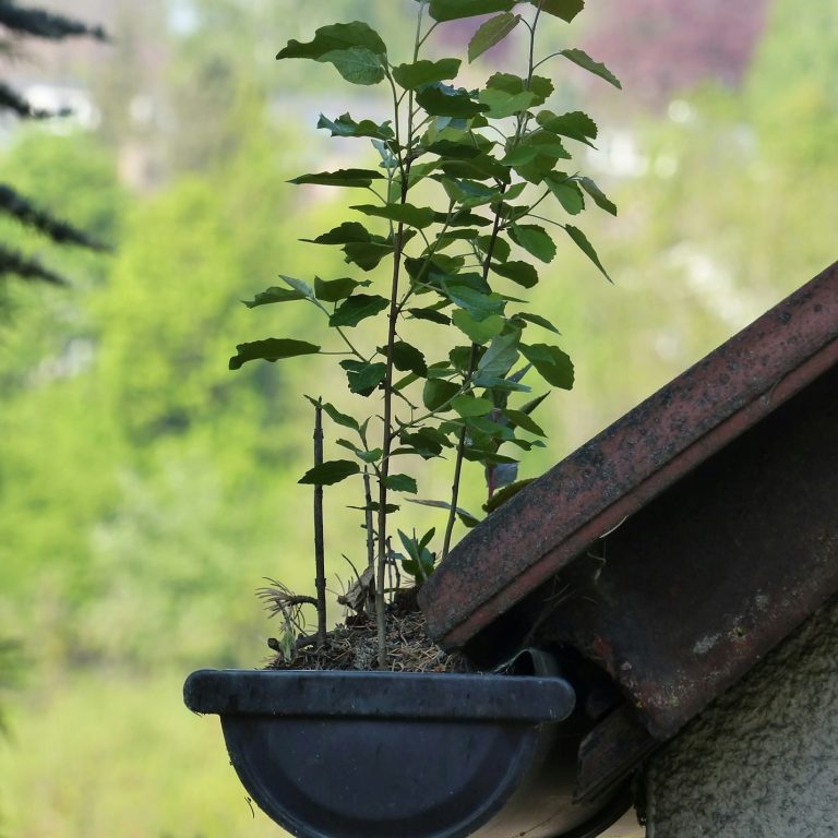 Plante verte poussant dans un pot, placé sur le toit d'une maison.